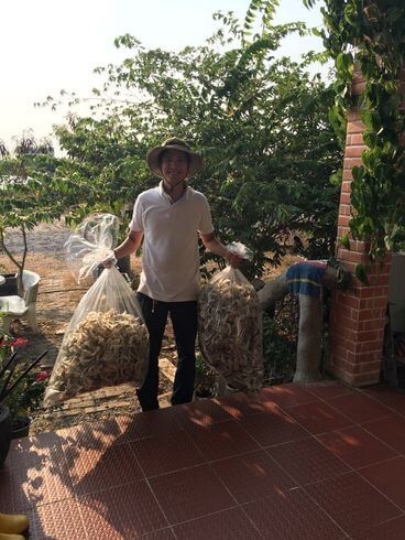thu hoạch tổ yến - Yến Sào Minh Quang