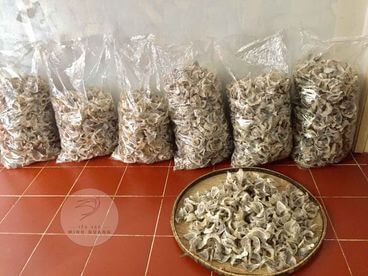thu hoạch yến sào tại Cần Giờ - Yến sào Minh Quang
